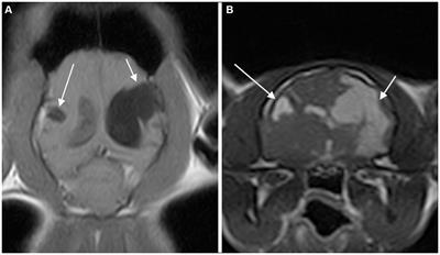 Are postnatal traumatic events an underestimated cause of porencephalic lesions in dogs and cats?